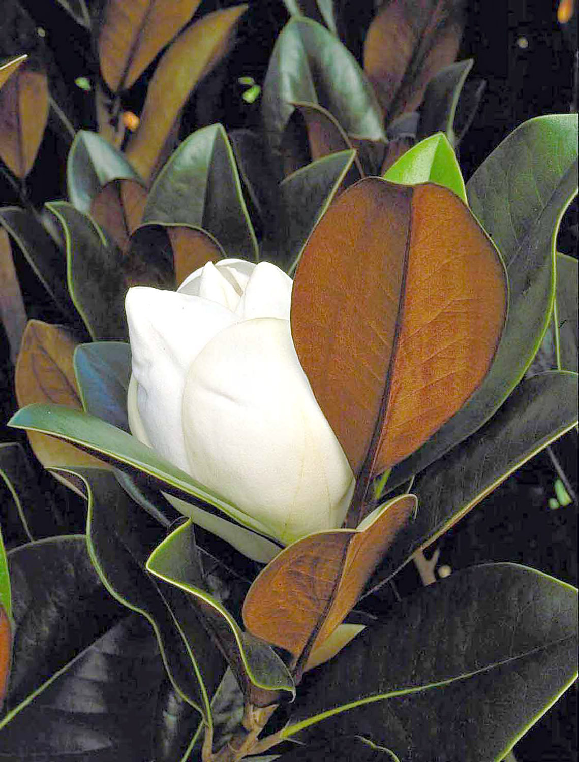 D.D. Blancard (Magnolia)